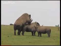 Traveling tourist captures 2 wild rhinos fucking in this zoo sex film